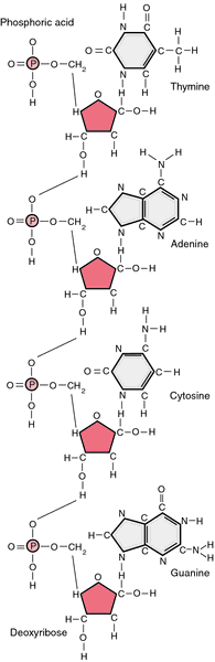 amino acids are building blocks of dna
