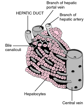 common bile duct cystic duct. hepatic duct the excretory