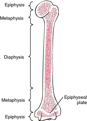 epiphysis bone long structure medical cerebri showing epiphyseal definition location typical composition function