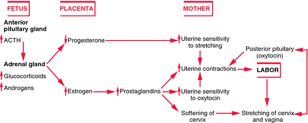 precipitate birth