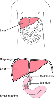 Liver definition