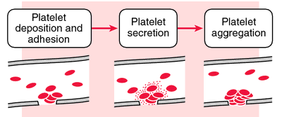 What are blood platelets?