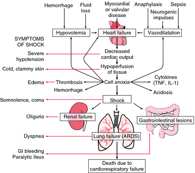 What causes insulin shock?