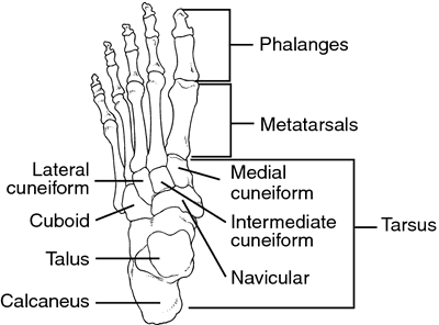 Root of foot | definition of root of foot by Medical dictionary