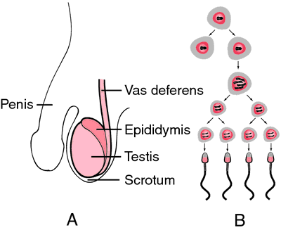 What is the male sex hormone called