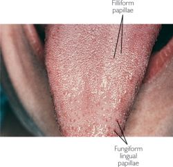 buccal papillae