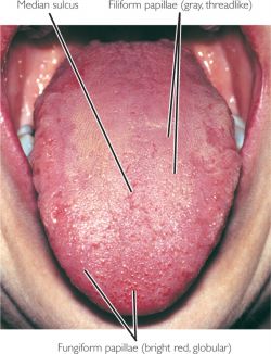 Two groups of tongue muscles,