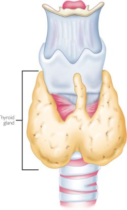 Mammary Glands Definition Medical