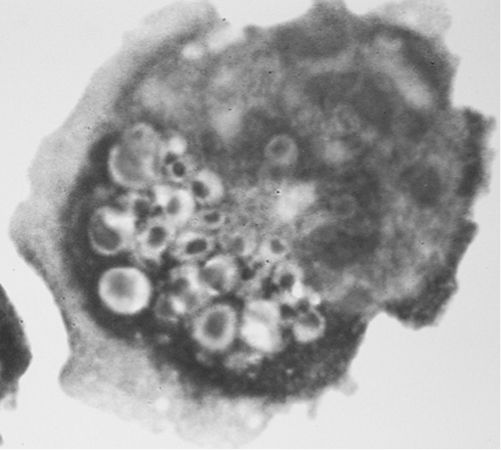 Natural killer (NK) cells. NK cells