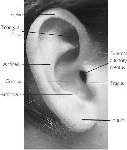 ear auricle - meddic