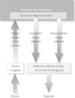 autonomic nervous system definition