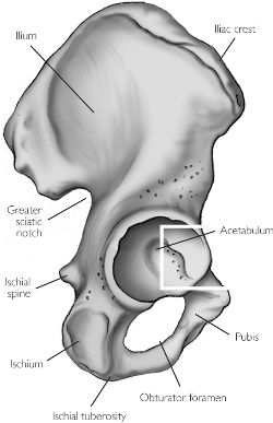 Define Ilium