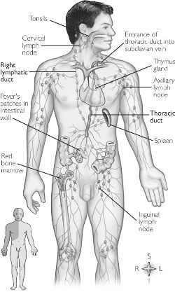 human lymphatic system