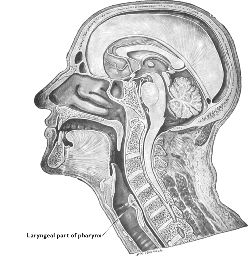 laryngeal atresia