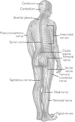 Nervous system.