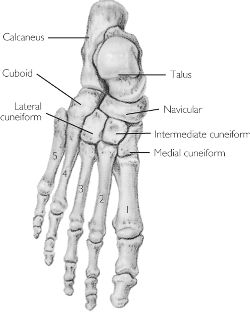 Tarsal bones; Ankle Bones; Cuboid Bone; Cuneiform Bones; Navicular Bone