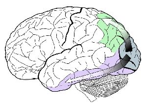 The visual dorsal stream (green) and ventral stream (purple) are shown. The ventral stream is responsible for color perception.