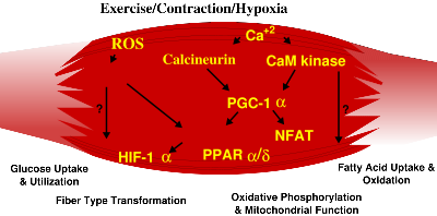 Abiogenesis Define on Genes That Define Skeletal Muscle Phenotype