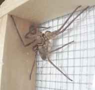 Huntsman spider eyes