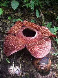 Rafflesia Arnoldii Facts on Rafflesia Arnoldii Flower And Bud