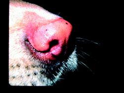 Nasal Planum Dog