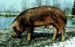 Duroc Jersey | definition of Duroc Jersey by Medical dictionary