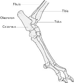 Hocked | definition of hocked by Medical dictionary