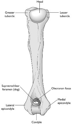 Distal Humerus Anatomy