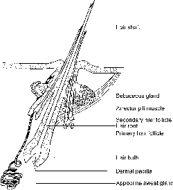 Cloverleaf Duodenal Bulb