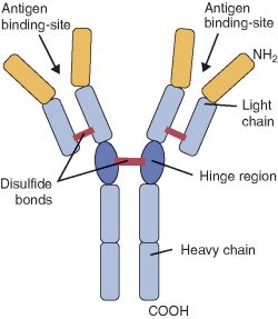 Igg Antibody Structure