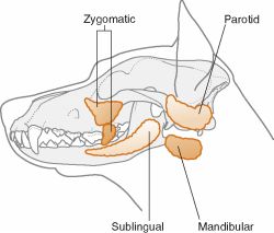 Oral Glands