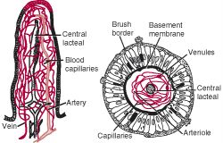 Villiform Teeth