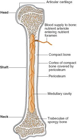 Trabecular Bone Structure