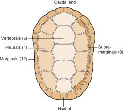 Carapace | definition of carapace by Medical dictionary