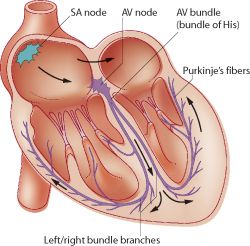 electrical conduction system