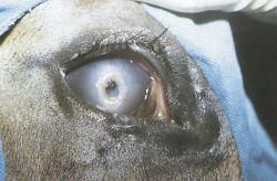 Equine Corneal Ulcer