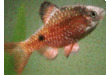 Male Rosy Barb.gif