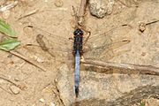 Orthetrum glaucum-Silent Valley-2016-08-14-002.jpg