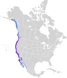 Phalacrocorax penicillatus map.svg