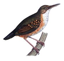 Sclateria naevia Castelnau.jpg