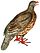 Lerwa nivicola white background.jpg