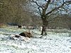 [Church Farm Marshes
