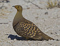2012-namaqua-sandgrouse-male.jpg