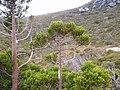 Athrotaxis selaginoides, Arthur Range, western Tasmania.jpg