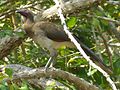 Chestnut-winged Chachalaca.jpg