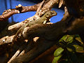 Ctenosaura palearis Vivarium Tournai 27122015 1.jpg