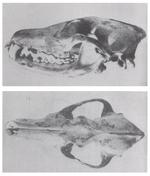 The Clever Coyote (1951) C. l. dickeyi.png