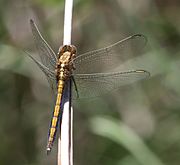 Orthetrum machadoi, highland skimmer 33117-1.jpg