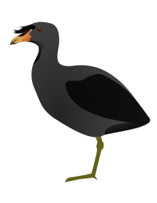 FulicaCornuta.svg