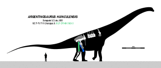 Diagram showing known parts of the skeleton